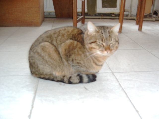 Pepí I.- krásný moureček, žil u domu dva roky, než nám ho kdosi otrávil. Přes veškerou snahu veterináře mi zemřel v náručí na svůj svátek 19.3.2006