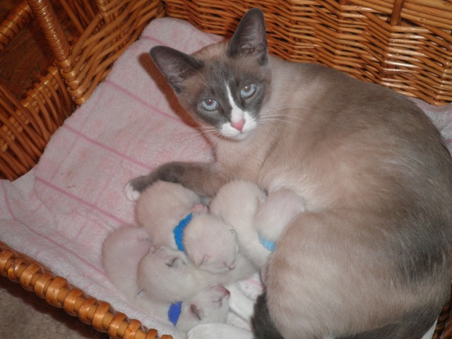 Elinka s jejími prvními koťátky / Ella with her first kittens